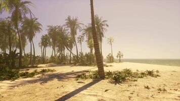 A sandy beach with palm trees and the ocean in the background video