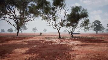 landscape with a cluster of trees standing tall in the middle of an open field video