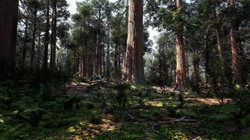 A dense forest with towering trees video