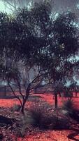 Spacious Field With Trees video