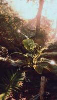 Sunlight Filters Through Trees in Tropical Forest video