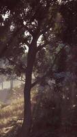 Sun Shines Through Trees in Forest video