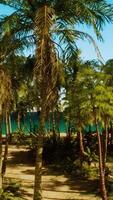 A beach with palm trees and a body of water in the background video