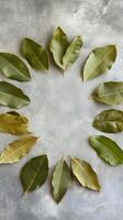 Bay leaves arranged in a circle on plaster wall background, photorealistic photo