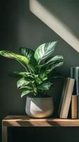 Chinese evergreen in a concrete pot on a bookshelf ledge, photorealistic photo