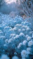 Chrysanthemum clusters filling garden plots during autumn frost, photorealistic photo