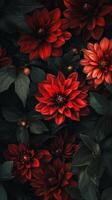 Dahlia plants spread across borders during late summer evenings, photorealistic photo