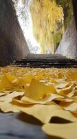 Ginkgo leaves create a golden carpet along temple paths near ancient stone steps, wallpaper photo