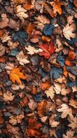 Hickory leaves layer woodland trails, creating a natural blanket through forests, wallpaper photo