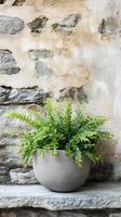 Holly fern in a concrete planter on a stone ledge, photorealistic photo
