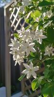 Jasmine vines wind through garden lattices near patios, photorealistic photo