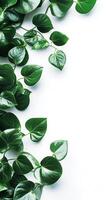 Leaf shapes creating border design in sequence, wallpaper photo