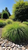 Ornamental grasses define garden paths and divide open spaces in lush outdoor settings, photorealistic photo