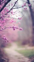 Redbud branches frame woodland paths through nature preserves, wallpaper photo