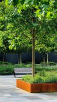 Specimen trees act as anchors in lush garden corners near decorative benches, photorealistic photo