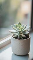 Sedum in a stone container on a window frame, wallpaper photo