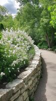 Spirea branches cascade over retaining walls near paths, wallpaper photo