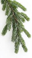 Spruce branches weeping toward the ground plane, wallpaper photo