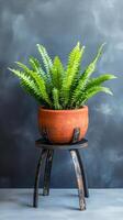 Button fern in a terracotta pot on a plant stand, wallpaper art photo