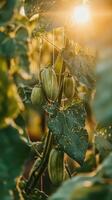 Cucumber vines climbing a string trellis in the garden space, photorealistic wallpaper photo