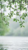 Elm branches extending over a water basin, photorealistic wallpaper photo