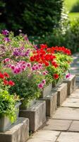 Geranium blooms spill from window boxes above garden paths, photorealistic wallpaper photo