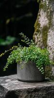 Holly fern in a concrete planter on a stone ledge, photorealistic wallpaper photo