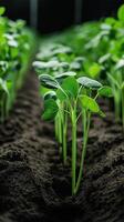 Root nodules developing on legume plant structures, wallpaper art photo