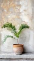 Sago palm in a clay pot on a stone tile surface, wallpaper art photo