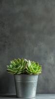 Sempervivum in a metal pot on a shelf surface, photorealistic wallpaper photo