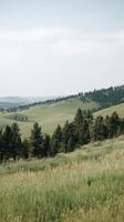 Grassland dotted with trees stretching toward distant ridgeline , wallpaper photo