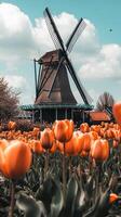 Tulip fields stretch in rows toward a windmill structure , photorealistic photo