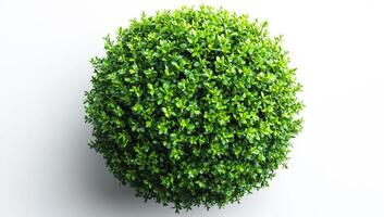A small green bush with green leaves. The bush is in the center of the image. The bush is surrounded by a white background photo