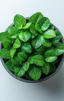 A potted plant with green leaves and white spots sits in a black pot. The plant is small and has a dense foliage. The pot is placed on a white surface, which gives the image a clean and simple look photo
