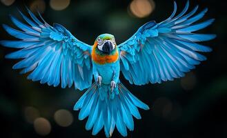 A blue and yellow parrot is flying in the air. The bird has a bright and colorful appearance, which makes it stand out against the dark background. Concept of freedom and joy photo