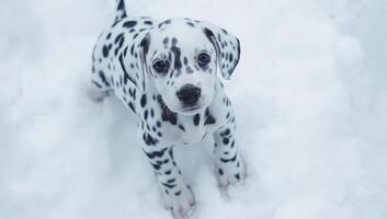 A small black and white dog is standing in the snow. The dog is looking at the camera with a curious expression photo