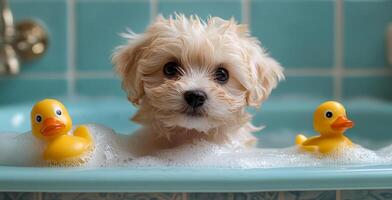 Puppy enjoys bath time with rubber ducks. A fluffy puppy plays in a bubble-filled tub with yellow rubber ducks, enjoying its bath time in a bright space. photo