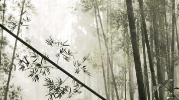 A serene bamboo grove enveloped in mist video