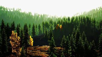A scenic forest with a dense canopy of trees video