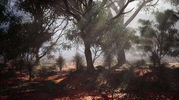 Sunlight streaming through the trees in a lush forest video