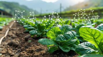 Lush green plants in a farm setting with digital connectivity overlay, symbolizing smart agriculture. photo