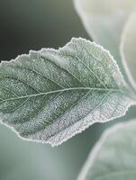Close-Up of Frost-Covered Leaf Showing Intricate Veins and Textures, Ideal for Nature and Cold Weather Themes in Stock Photography photo