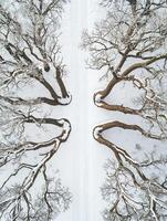 Snow-Covered Landscape with Barren Trees Framing a Snowy Pathway in a Serene Winter Scene Captured from Above photo