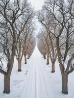 Serene Winter Scene of Snow-Covered Rural Pathway Flanked by Leafless Trees Under a Soft Gray Sky in a Tranquil Landscape photo