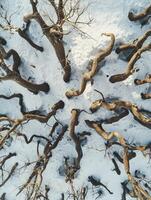 Aerial View of Twisting Tree Branches in a Snowy Landscape, Capturing the Intricate Patterns and Textures of Nature in Winter's Embrace photo