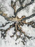 Aerial View of a Majestic Tree's Intricate Roots Amidst a Winter Landscape Blanketed in Snow with Soft Natural Light Enhancing the Textures and Patterns photo