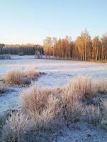 Tranquil Winter Landscape with Frost-Covered Trees and a Serene Frozen Field Under a Clear Blue Sky at Sunrise in a Rural Setting photo