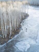 Serene Winter Landscape with Bare Trees and Ice-Covered Waters in a Calm Frozen Environment Captured from Above photo