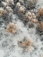 Aerial View of Frosted Trees Blanketed in Snow During Winter Season, Showcasing Textures and Patterns of Nature Icy Landscape from Above photo