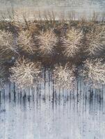 Aerial View of Frosty Trees Casting Long Shadows on Icy Ground in a Serene Winter Landscape at Dawn with Soft Natural Light photo